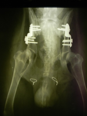 Двусторонняя тройная остеотомия таза у той же собаки после операции